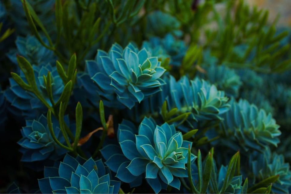 Canon 2000D + EF-S 18-55 mm